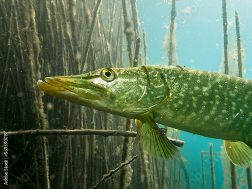 Underwater close up of a Northern Pike (Esox Lucius) © Luis Masuhr