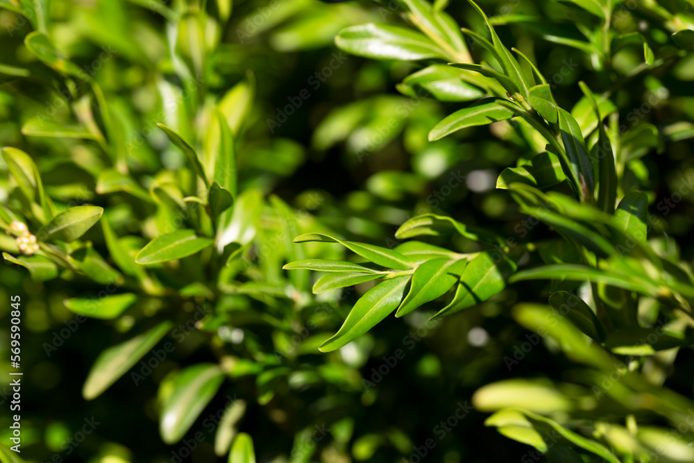 boxwood. Buxus sempervirens s. young boxwood leaves on a branch boxwood. Buxus sempervirens s. young boxwood leaves on a branch
