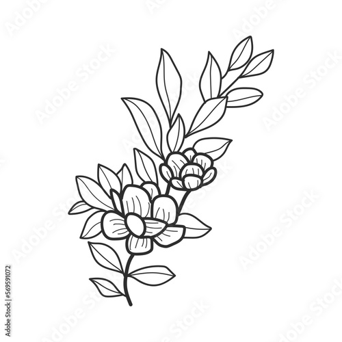 collection forest fern eucalyptus art foliage natural leaves herbs in line style. Decorative beauty elegant illustration for design hand drawn flower 