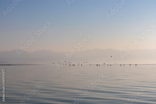 Silhouette of flock of birds flying over water surface at sunrise at Lake Skadar near Virpazar, Bar, Montenegro, Balkans, Europe. Water reflection with misty Dinaric Alps mountains. Freedom concept © Chris