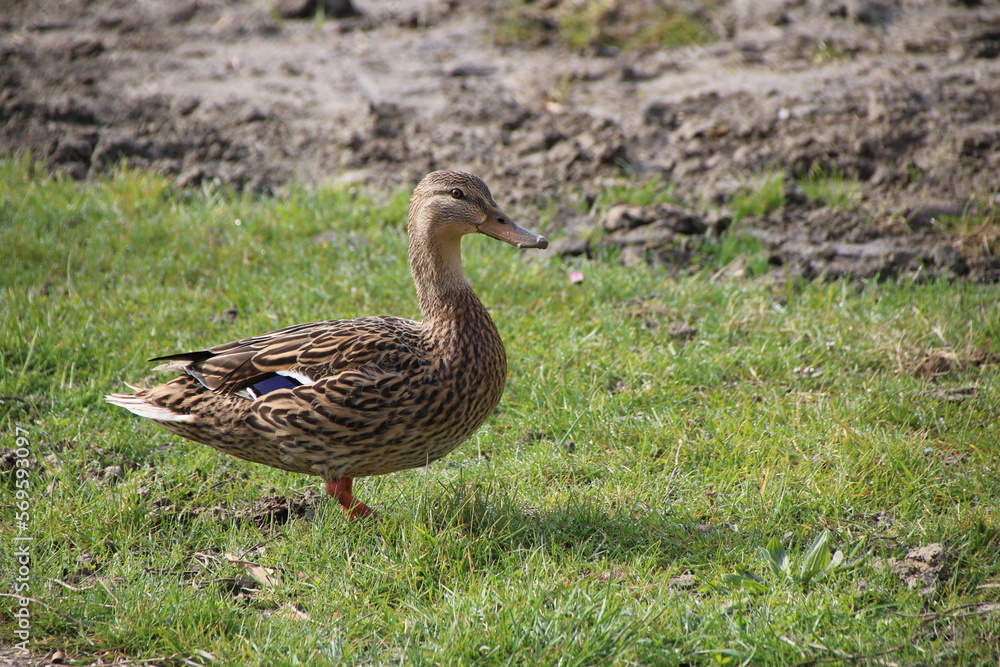 Stockente an Land