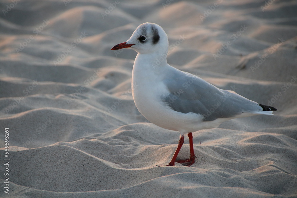 Obraz premium Möve am Strand V2