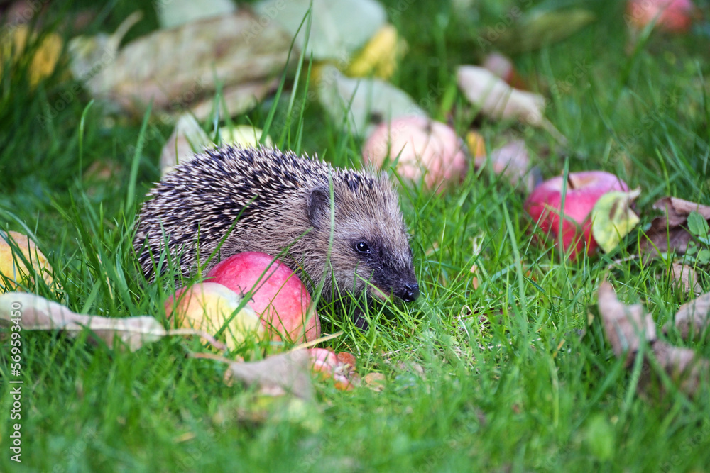 Young hedgehog (Erinaceus europaeus) looking for food in a meadow between apples and grass in autumn, wild animal protection in the natural park or garden, copy space Young hedgehog (Erinaceus europaeus) looking for food in a meadow between apples and grass in autumn, wild animal protection in the natural park or garden, copy space