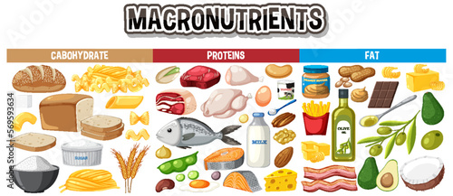Main food groups macronutrients vector