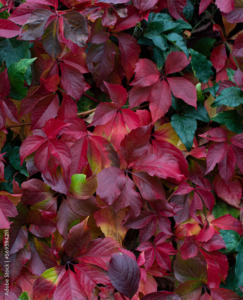 red and green leaves red and green leaves