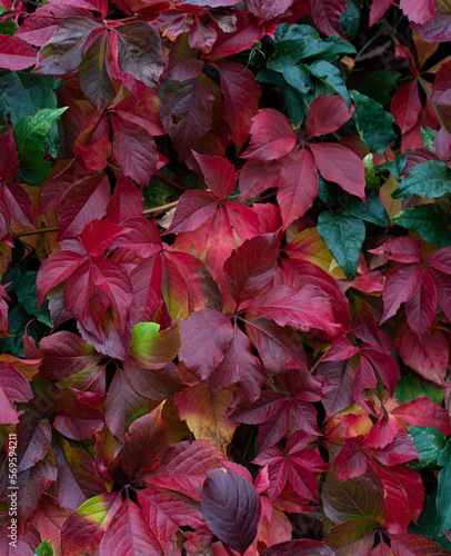 red and green leaves