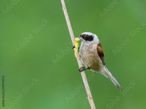 Eurasian Penduline Tit (Remiz pendulinus) sitting on a sedge.