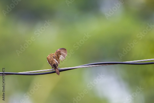 An Estrildidae sparrows or estrildid finches perched on a power line swaying in the wind photo