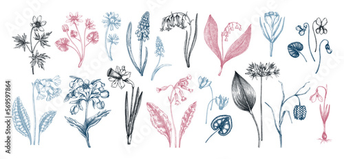 Botanical collection of garden floral plants. Cowslip, bluebell, grape hyacinth, hellebore, fritillary, violet sketches isolated on white background. Vector illustrations of woodland wildflowers