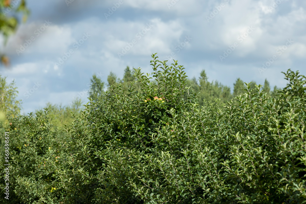 Fototapeta premium Apple orchard with a mature harvest of green apples