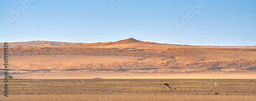 Namib desert near Sossusvlei