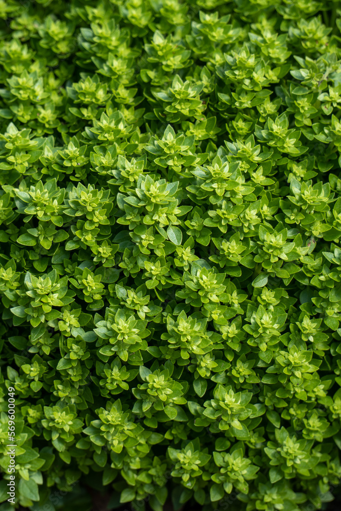 Green tiny plants. Basil leafs. Green leafs background. Wall full of plants.