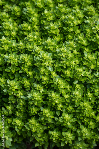 Green tiny plants. Basil leafs. Green leafs background. Wall full of plants.