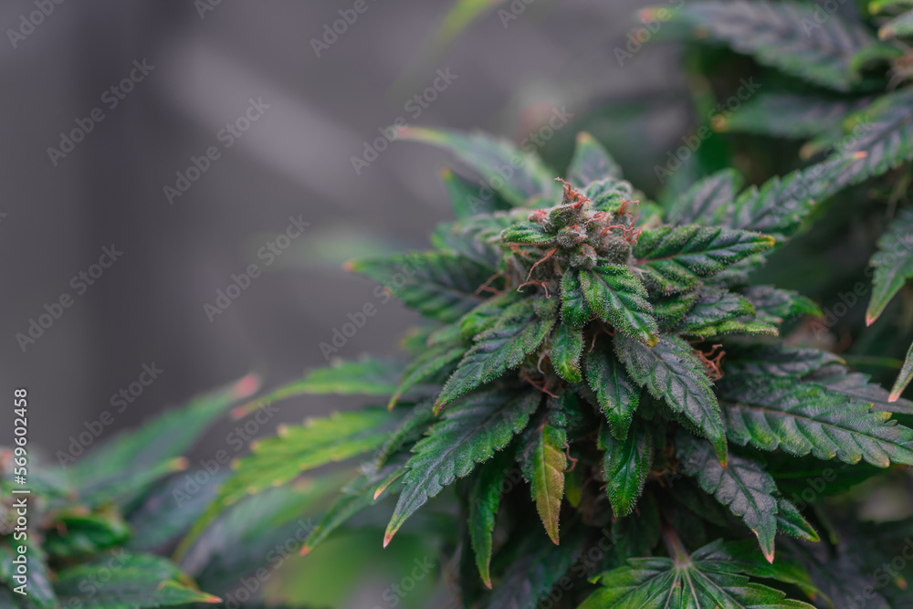 Mature marijuana plant with bud and leaves. Marijuana plant texture on an indoor cannabis farm.The concept of Indoor grow marijuana. marijuana for recreational purposes. Mature marijuana plant with bud and leaves. Marijuana plant texture on an indoor cannabis farm.The concept of Indoor grow marijuana. marijuana for recreational purposes.