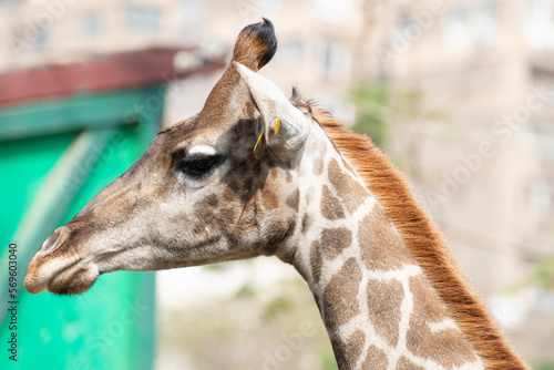 portrait of a giraffe zoo   © Ahmed