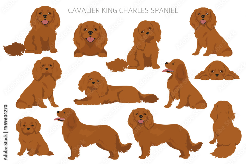 Fototapeta premium Cavalier King Charles Spaniel clipart. All coat colors set. Different position. All dog breeds characteristics infographic