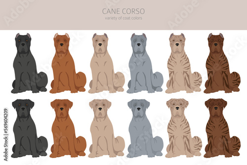 Cane corso clipart. Different poses, coat colors set