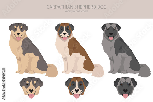 Fototapeta Naklejka Na Ścianę i Meble -  Carpathian shepherd dog clipart. Different poses, coat colors set