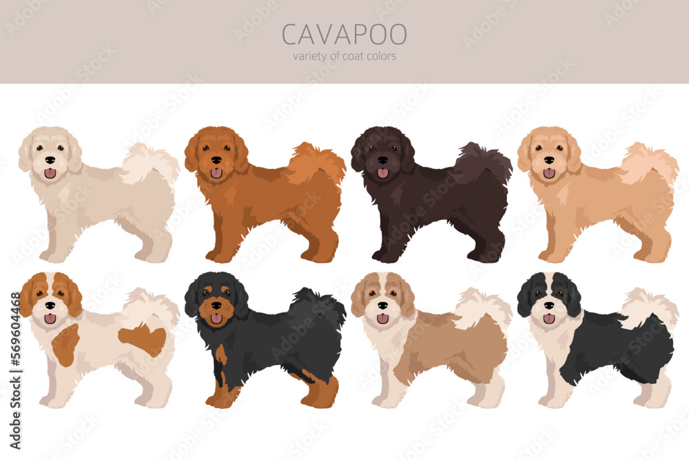 Cavapoo mix breed clipart. Different poses, coat colors set Stock ...