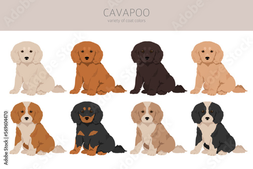 Cavapoo mix breed clipart. Different poses, coat colors set