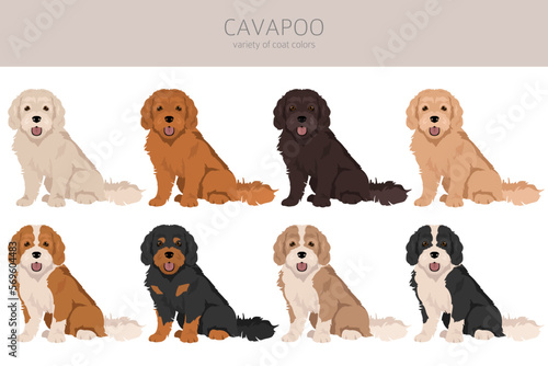 Cavapoo mix breed clipart. Different poses, coat colors set