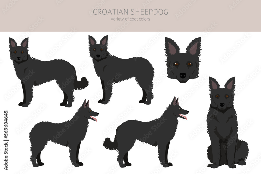 Croatian sheepdog clipart. Different poses, coat colors set