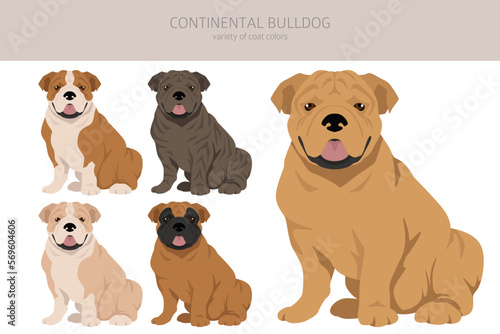 Continental Bulldog clipart. Different poses, coat colors set