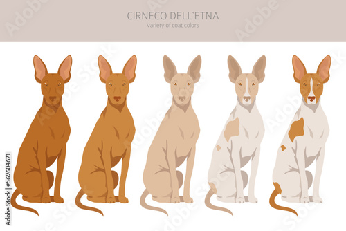 Cirneco dell Etna, Sicilian hound clipart. Different poses, coat colors set photo