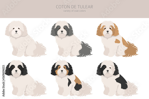 Coton de Tulear clipart. Different poses, coat colors set © a7880ss