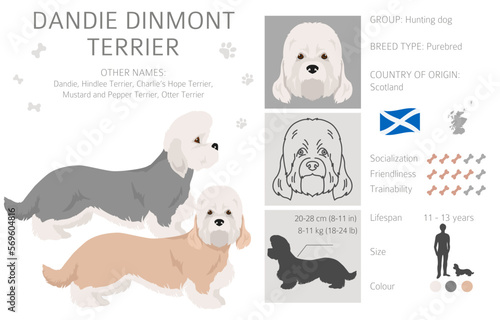 Dandie dinmont terrier clipart. Different poses, coat colors set