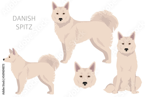 Danish Spitz clipart. Different poses, coat colors set