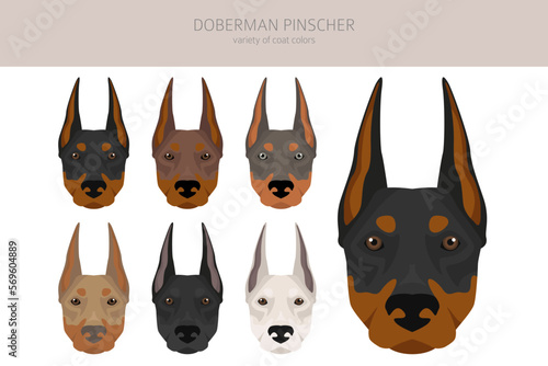 Doberman pinscher dogs clipart. Different poses, coat colors set