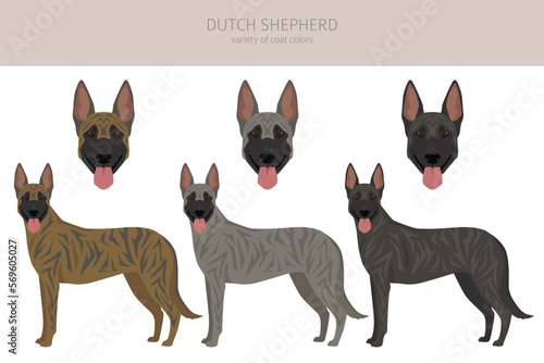 Dutch shepherd clipart. Different poses, coat colors set