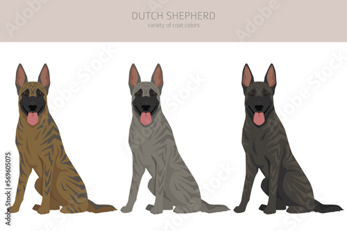 Dutch shepherd clipart. Different poses, coat colors set