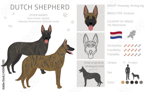 Dutch shepherd clipart. Different poses, coat colors set