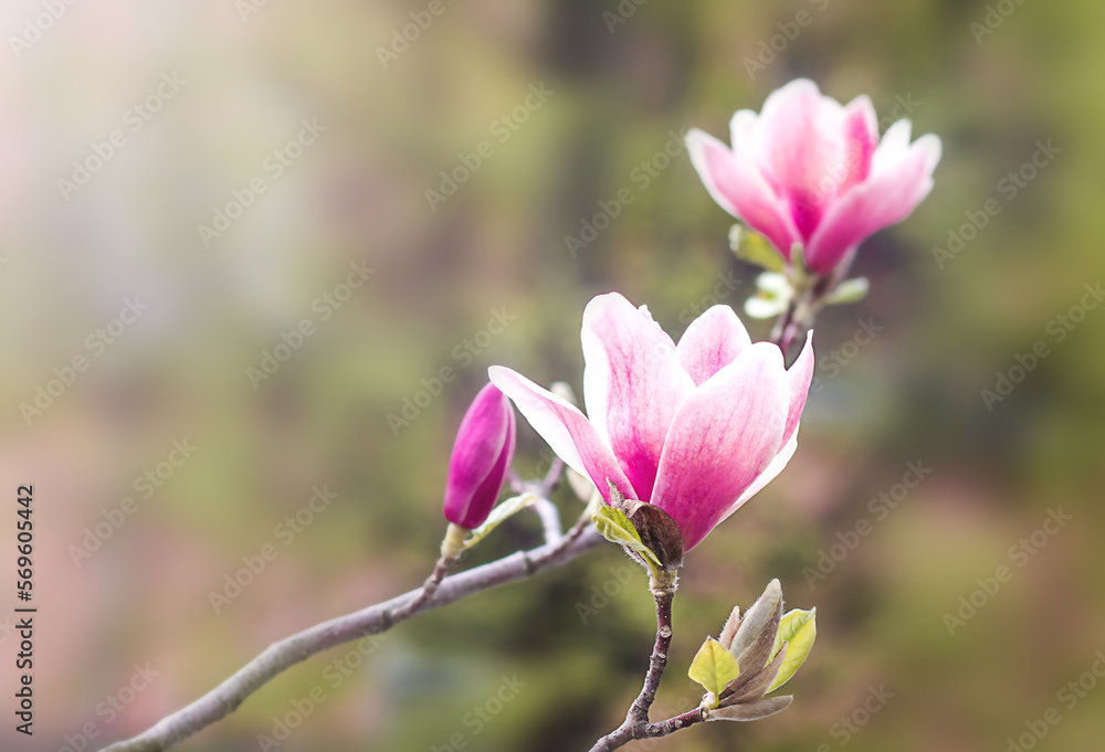 Fototapeta premium Pink magnolia flowers on a tree branch on a blurred background in the sun. Copyspace.