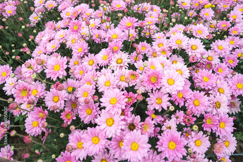 field of pink chrysanthemums in full bloom in the garden