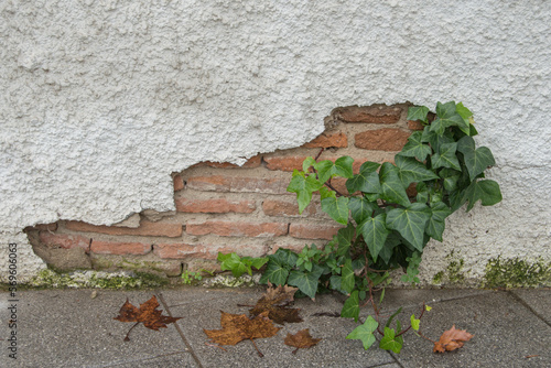 a white wall with a chip through which you can see some bricks and ivy is coming out