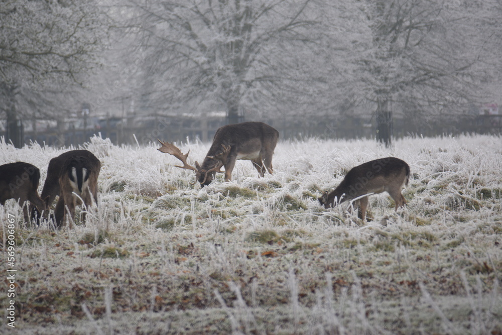some fallow deer in a field covered in hoar frost some fallow deer in a field covered in hoar frost