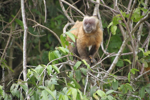 Black-capped squirrel monkey at Madidi National Park, Bolivia photo