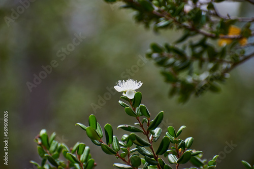 Close-up of white flower of Patagonian 