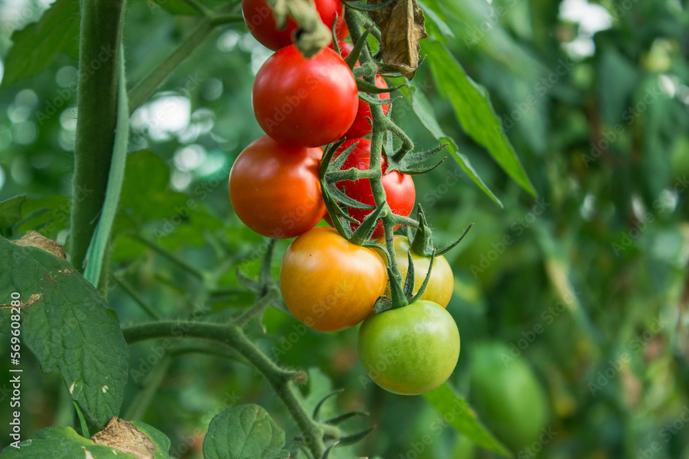 ripe and unripe cherry tomatoes in organic garden on a blurred background of greenery. Eco-friendly natural products, rich fruit harvest. Copy space for your text. Selective focus. Close up macro