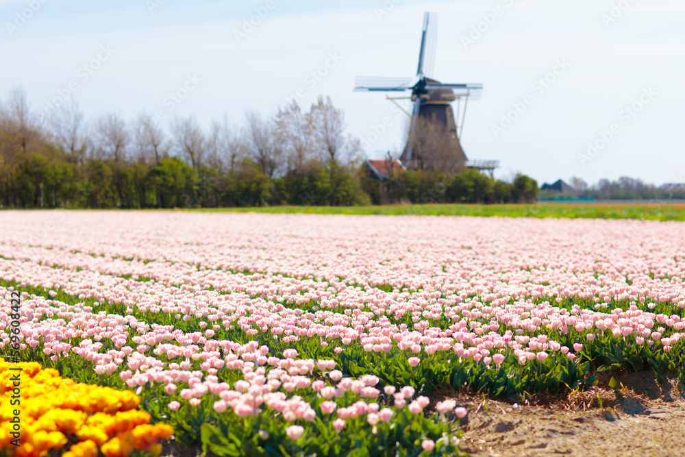Tulip fields and windmill in Holland, Netherlands.