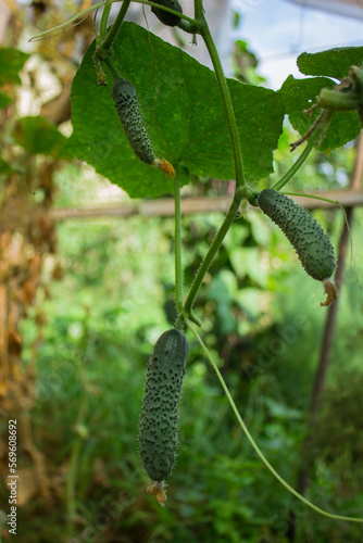 Green fresh cucumber in organic garden on a blurred background of greenery. Eco-friendly natural products, rich harvest. Close up macro.  Copy space for your text. Selective focus.