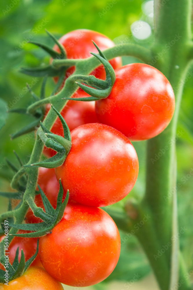 ripe red cherry tomatoes in organic garden on a blurred background of greenery. Eco-friendly natural products, rich harvest. Selective soft focus. Close up macro