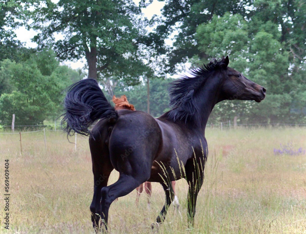 Fototapeta premium temperamentvolle Stute 