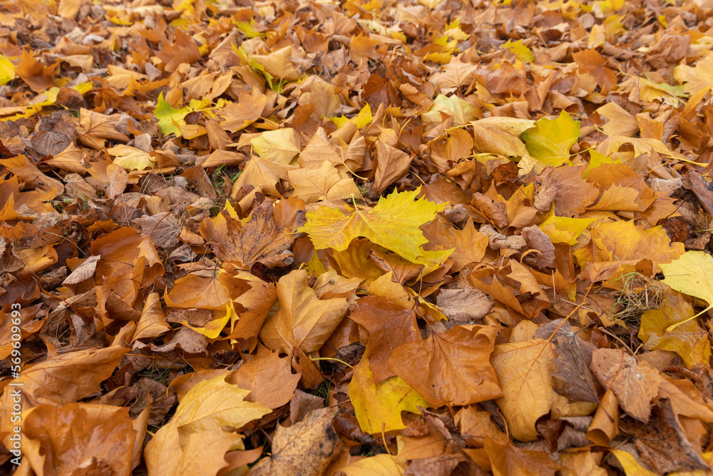 cloudy weather in late autumn with yellowed fallen leaves cloudy weather in late autumn with yellowed fallen leaves
