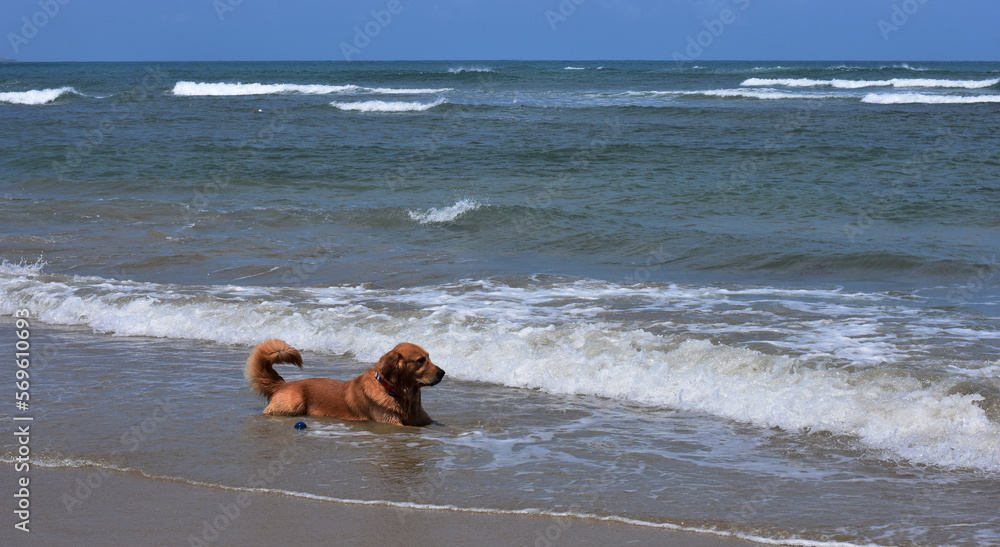 meu doguinho amado meu amor de quatro patas meu doguinho amado meu amor de quatro patas