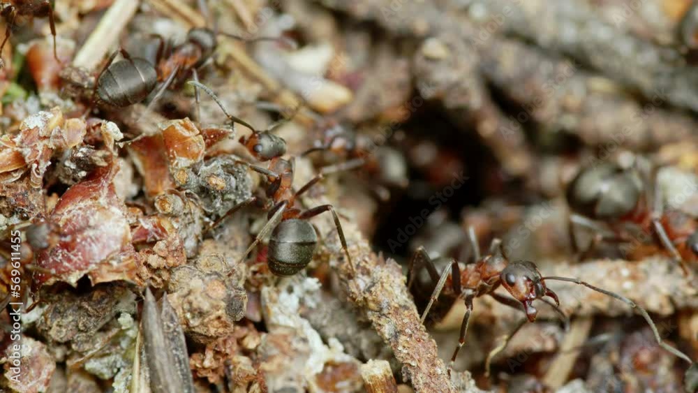 Red ants run inside and outside anthill, carry about home in forest. Colony of insects workers moving, building house for themselves, preparing to winter. Efficient teamwork, cooperation. Close up Red ants run inside and outside anthill, carry about home in forest. Colony of insects workers moving, building house for themselves, preparing to winter. Efficient teamwork, cooperation. Close up