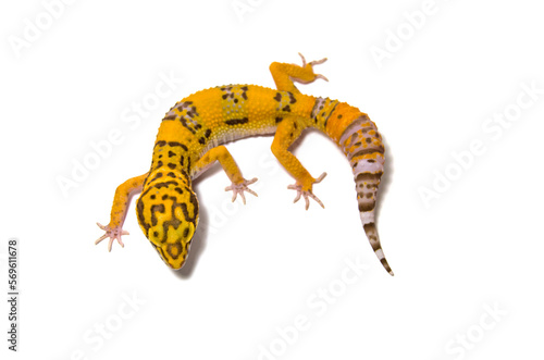 Leopard gecko white background 